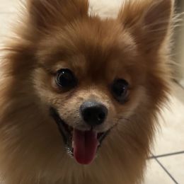 Pomeranians from Fam. Pomerania