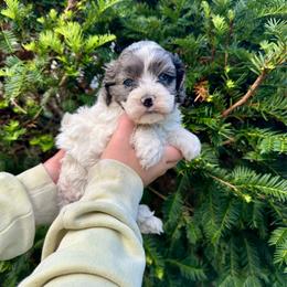 Solo - Merle female Cockapoo puppy in Rolla, Missouri from Diamond K