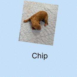 AKC Chip - Red  male Poodle puppy in Harrisburg, Arkansas from Ransone’s Ridge Runners Poodles and Doodles