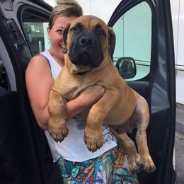 Boerboel Puppies from Team SD Boerboels