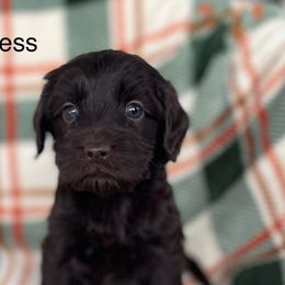 Guinness - Chocolate male Australian Labradoodle puppy in Londonderry, New Hampshire from Granite State Labradoodles