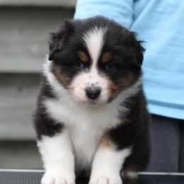Australian Shepherd Puppies from Mezzo Australian Shepherds