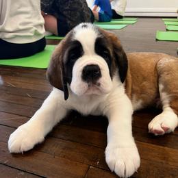 Ozzy - Mahogany and white male Saint Bernard puppy in Double Springs, Alabama from St Bernard Kingdom, LLC