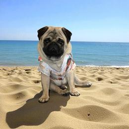 Jimmy - Pug