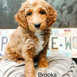 Brooks - Apricot male Goldendoodle puppy in Pasco, Washington from Camp Doodle Woods