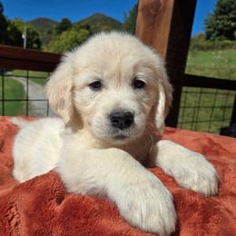 Girl 3 - Light golden female Golden Retriever puppy in Pembroke, Virginia from Springhouse Farms