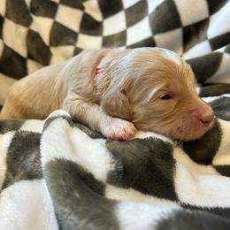 Red Boy - Apricot male Goldendoodle puppy in Huntsville, Alabama from Winchester Doodles