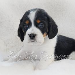 Boy 6 - Black white and tan male English Springer Spaniel puppy in Great Falls, Montana from Big Sky Springers