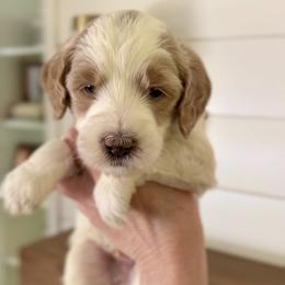 Goldendoodle Puppies from King Family Doodles