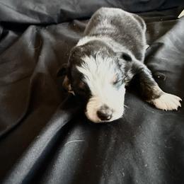 Bobby - Black tri-color male Australian Shepherd puppy in Atkinson, Illinois from Diamond Ridge Aussies
