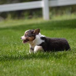 Pembroke Welsh Corgi Puppies from C&G Corgis