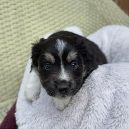 Toffee - Black tri female Miniature Australian Shepherd puppy in Murfreesboro, Tennessee from Skye’s Waggin’ Aussies