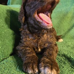 Poodle Puppies from Sue's Poodles and Doodles