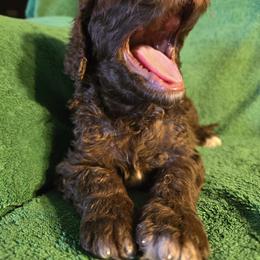 Poodle Puppies from Sue's Poodles and Doodles