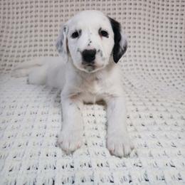Artemis - LUA long coat - White and black female Dalmatian puppy in Jefferson, Georgia from Spotted Jewels Dalmatians