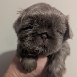 Shih Tzu puppies from Nancy's Cuddle Babies