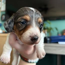 Buttercup - Dapple female Dachshund puppy in Jacksonville, North Carolina from Lizzie’s Doxies