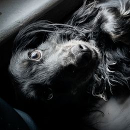 Penny Girl - Dachshund