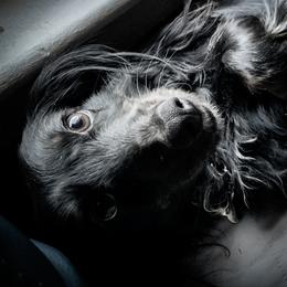 Penny Girl - Dachshund