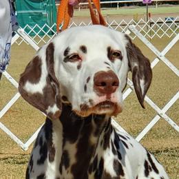Flynn - Dalmatian