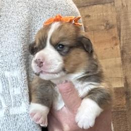 BOBBIE AKC - Red female Pembroke Welsh Corgi puppy in Hinton, Oklahoma from Green Cloud Ranch