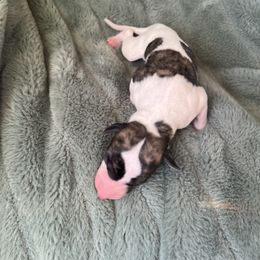 Spencer - White and fawn brindle male Whippet puppy in Clinton, Tennessee from Ivanhoe Borzoi