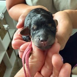 Glory - Phantom female Bernedoodle puppy in Jacksonville, Florida from Autumn's Aussies