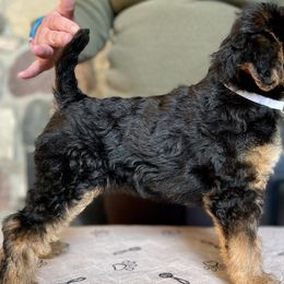 Girl 4 - Black and tan Airedale Terrier puppy in Branch, Michigan from Aim High Airedales & German Shorthaired Pointers