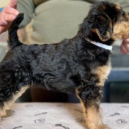 Girl 4 - Black and tan Airedale Terrier puppy in Branch, Michigan from Aim High Airedales & German Shorthaired Pointers