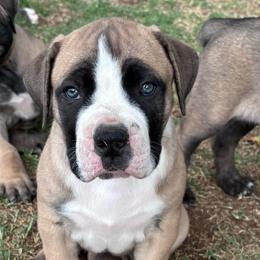 Oakley - Irish marked female Boerboel puppy in Pearce, Arizona from Desert Stronghold Boerboels
