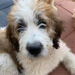 Saint Berdoodles from Lakeside Pups