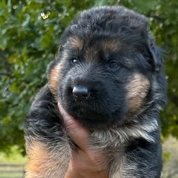 Female - Black and red female German Shepherd puppy in Winchester, Kentucky from Drache Feld