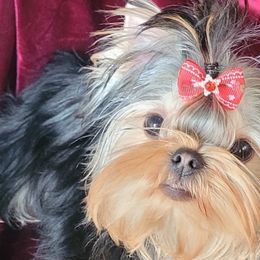 Yorkshire Terriers from BIOLA'S YORKIES