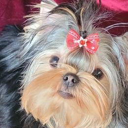 Yorkshire Terriers from BIOLA'S YORKIES