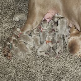 Weimaraner Puppies from Wunderbar Weims