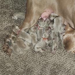 Weimaraner Puppies from Wunderbar Weims