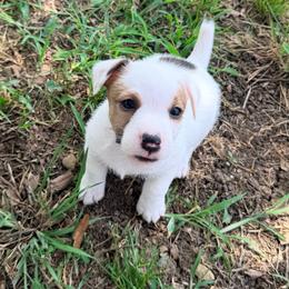Spot - White and tan male Russell Terrier puppy in Valley Mills, Texas from Bar Rafter C Shorty Jacks