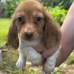 James - Piebald male Dachshund puppy in Alice, Texas from Crimson’s longhair Dachshunds