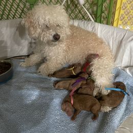 Goldendoodle and Poodle Puppies from Angel’s Goldendoodle Pups