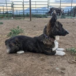 Grizz - White and red male Pembroke Welsh Corgi puppy in Hotchkiss, Colorado from Bell S Ranch