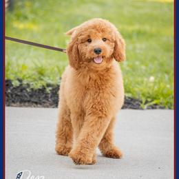 Paige - Red  female Goldendoodle puppy in Connersville, Indiana from Deaz Doodle Ranch