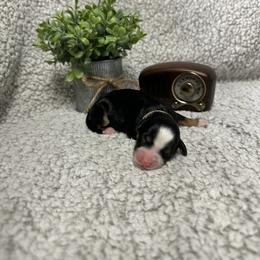 Bernedoodle Puppies from Bechtel’s Bernadoodles