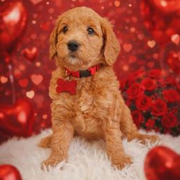 Leonidas - Red  male Goldendoodle puppy in Boise, Idaho from Goldendoodle Baby