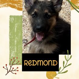Redmond Runt NO MORE LOL - Black and cream male German Shepherd puppy in Yuba City, California from Barton’s German Shepherds