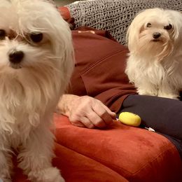 Rosie - Maltese