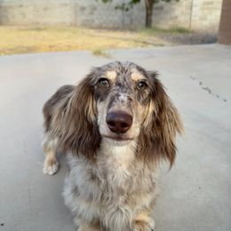 Azkari Vonaducci - Dachshund