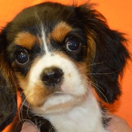 Henry - Tri-color male Cavalier King Charles Spaniel puppy in Townville, South Carolina from Mid Lake Cavaliers