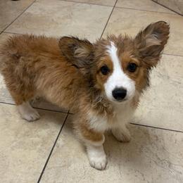 Pecos - Red male Pembroke Welsh Corgi puppy in Mc Cammon, Idaho from Sunny J Corgis and Mini Americans