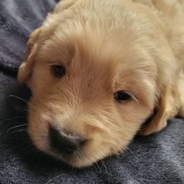 Tan collar - Golden male Golden Retriever puppy in Brush Prairie, Washington from Paradise Peaks