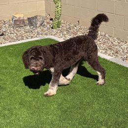 Bernedoodle, Goldendoodle, and Golden Mountain Doodle Puppies from Sonoran Standard Doodles